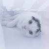 ぱんこまりゅ。