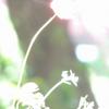 癒しのお手伝い。ゆら