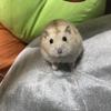 かまやん。