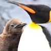 ペンギンnet