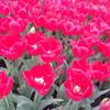 tulip2525