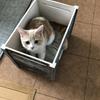 まーこりん
