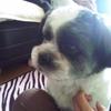 chacha_shishi