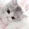 enyay_0