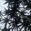 tropicalrain