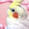 さとみんとオカメインコ