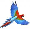 toribird