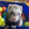 フェレットのパパ_ゆー丸