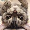 おいキャット