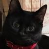 黒猫キキ