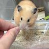 あつこば