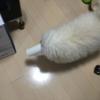 名前が未定です