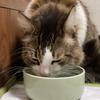 おくねこ