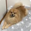 たらこMAX