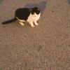 ねこちま