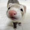 ぽんぽんぽんた