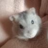 ララミー
