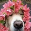 。。 花丸