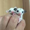 げんのすけ