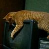 猫また