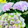 紫陽花が咲く庭