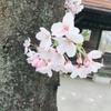 ねこ鍋子