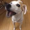 まゆし