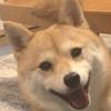 キラキラ占い師　つか乃