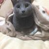 そいぺーすと