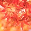 紅葉と秋の空