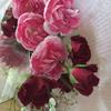 chikari
