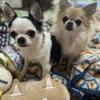 chihuahua6