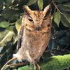tamarin