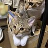 にゃーす。