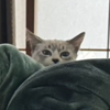 C ymmt