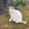 きゃおきゃお