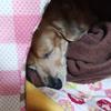よこひろちゃん