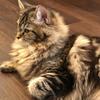 ちょこ猫