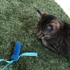 chatonlv2