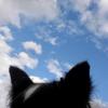 misk_愛犬のご相談受付中