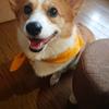 ドスドスマン