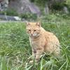すごいぞ！じゃがいも