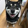 ワンにゃんココア