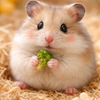 Hamsterzzz