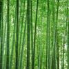 竹林タツキ