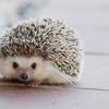 お茶っ葉