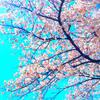 縁結び師　藥 山桜