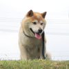 masa_kiyo