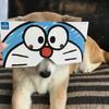 shibainu_osechi