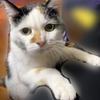 三毛猫コンシェルジュ放射線技師